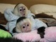 !!!2bonito mono capuchino disponible
