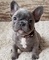 30hermosa cachorrita bulldog frances en adopcion - Foto 1