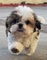 31hermosa cachorro shih tzu para regalo