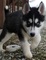 31hermoso husky siberiano para adopción