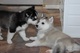 34adorables cachorros de husky siberiano para regalo