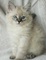 !!!!3Lindos gatitos siberianos para adopción - Foto 1