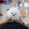 3pomeranian toy mini