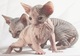 !!!!4magnificas gatitas sphynx en adopcion - Foto 1