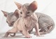 !!!!4magnificas gatitas sphynx en adopcion