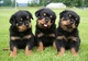 50preciosos cachorros rottweiler para regalo - Foto 1