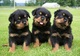 50preciosos cachorros rottweiler para regalo