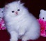 51adorable gatito persa para regalo - Foto 1