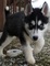 54adorables cachorros de husky siberiano para adopción