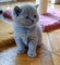 54Hermoso gatito británico de pelo corto para regalo - Foto 1