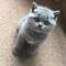 55Hermoso gatito británico de pelo corto para regalo - Foto 1