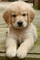 57hermoso cachorro de golden retriever para regalo