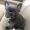 61hermoso cachorro de bulldog francés para adopción - Foto 1