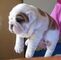 62hermoso cachorro de bulldog inglés para adopción - Foto 1