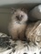 66Hermoso gatito ragdoll para regalo - Foto 1