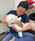99bonitos cachorros samoyedos para adopción