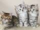 Adorable##### Gatitos siberiano de pelo corto - Foto 1