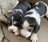 Beagles tricolores