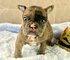 Cachorros bulldog frances 12 semanas