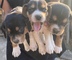 Cachorros de Beagle - Foto 3