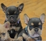 Cachorros de bulldog francés akc de pura raza disponibles