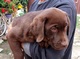 Cachorros labrador chocolate - Foto 6