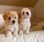 Cachorros maltipoo akc marron macho y hembra para adoptar