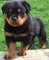 !!!Cachorros rottweiler listos para su adopción - Foto 1