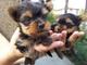 Cachorros yorkie machos y hembras venta whatsapp +34632575913