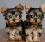 Cachorros yorkshire terrier