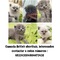 Camada gatos british shorthair