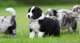 Excelente cachorros Border Collies de 2 meses - Foto 1