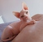 Gatito sphynx