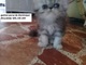 Gatitos persa tipados y bonitos tienen un mes
