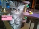 Gatitos persa tipados y bonitos tienen un mes - Foto 2