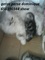Gatitos persa tipados y bonitos tienen un mes - Foto 3
