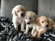 Hermosa cachorros labradores para adopcion