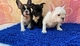 Hermosos cachorros de bulldog francés, machos y hembras disponibl - Foto 1