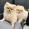 ¡increíbles cachorros de pomerania!