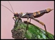Insectos palo e insectos hoja - Foto 6
