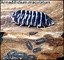 Isopodos, varias especies - Foto 2