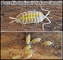 Isopodos, varias especies - Foto 5