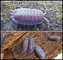Isopodos, varias especies - Foto 8