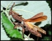 Mantis, varias especies - Foto 2