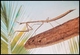Mantis, varias especies - Foto 3