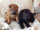 Maravillosos Shar Pei Cachorros - Foto 1