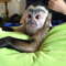 Monos capuchinos registrados en venta - Foto 1