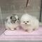 Oferta de Lindos cachorros Pomerania((+393509706299)) - Foto 1