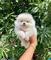 Pomeranian mini