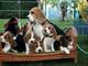 Preciosa camada de beagle - Foto 1